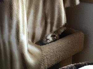 Gizmo hiding...sort of